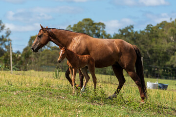 Naklejka na ściany i meble Beautiful liver chestnut Quarter Horse mare with chestnut filly foal. Side view.