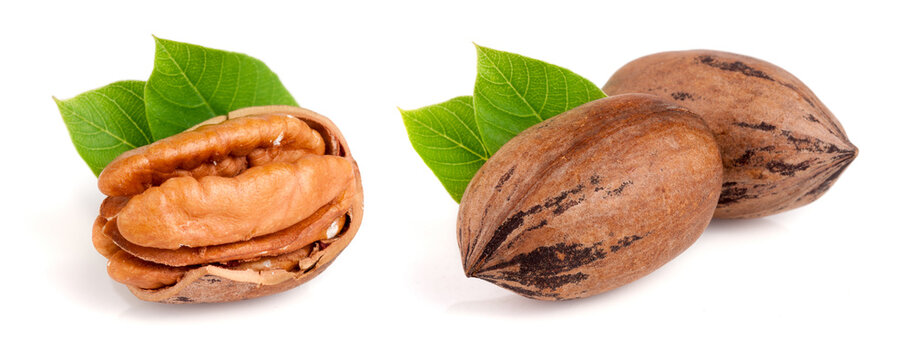 one pecan with leaves isolated on white background