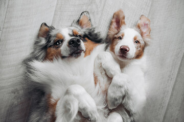 Australian Shepherds at home