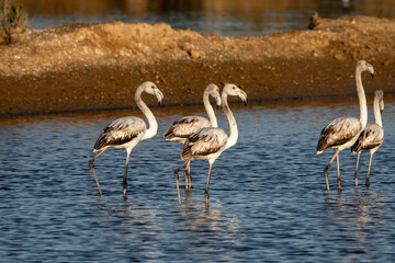 Flock of flamingo's in the water 