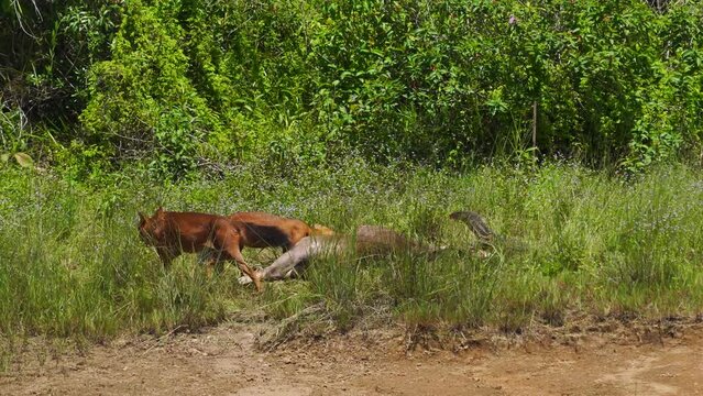 Asian Wild Dog, Dhole  eating deer carcass in a meadow near the river.