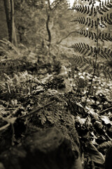 Sepia Woodland Forest Floor Autumn Leaves