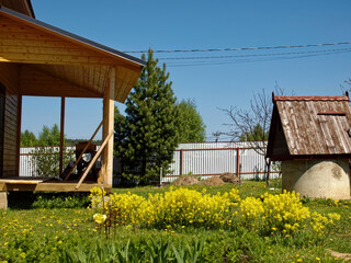 wild yellow flowers in the garden