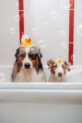 two dogs are sitting in a bathtub with ducks