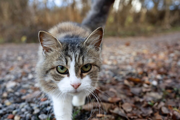 Naklejka na ściany i meble White brown cat walking on a street by fallen leaves and looks in camera