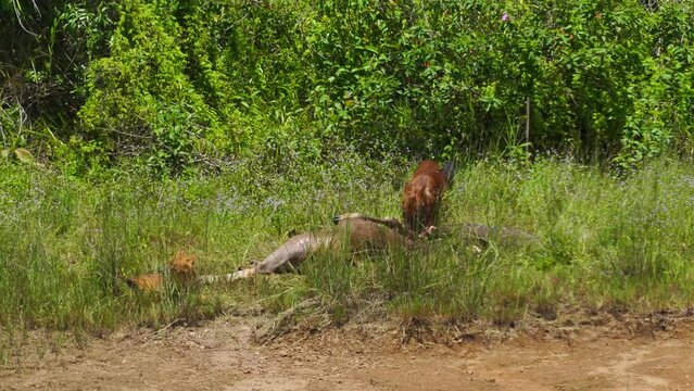 Asian Wild Dog, Dhole  eating deer carcass in a meadow near the river.