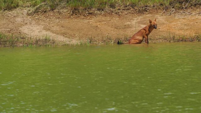 Asian Wild Dog, Dhole  eating deer carcass in a meadow near the river.