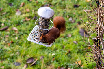 a red squirrel on a hanging bird feeder