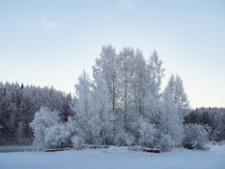 Trees covered with hoarfrost in severe frost near the Shuya River in the Republic of Karelia, northwestern Russia