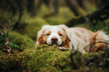 Australian Shepherds in a mysterious forest