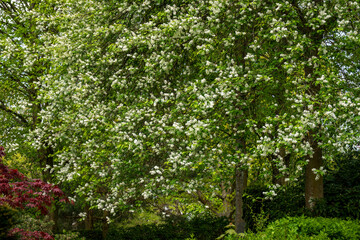 Fototapeta na wymiar Alte Bäume, Obstbaumblüte Heiliger Grund Ockershausen 