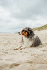Australian Shepherds resting on the sea