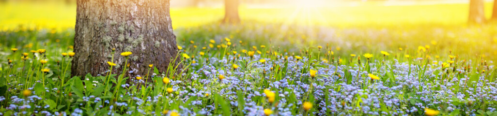 Blossoming spring flowers in the spring natural park.