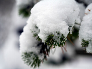 Spruce branches covered with snow . It's snowing.
