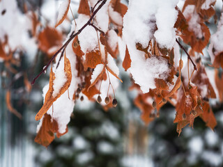 Withered branches, covered with snow, with dangling berries.