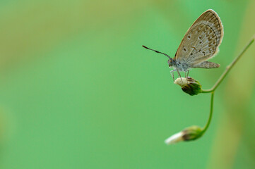 Naklejka premium butterfly on leaf
