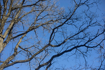 Branches without leaves. Tree against blue sky. Shoot branches from bottom up.