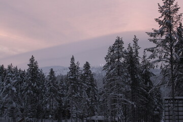 Snowy trees in pink sky