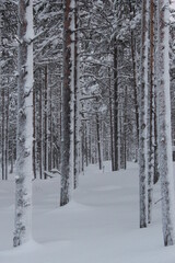 Naklejka premium the trees are in the snowy forest