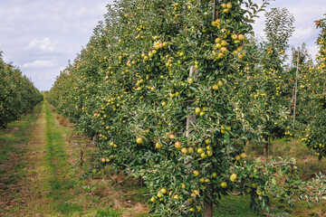 Fototapeta na wymiar Apple tree orchard near Tarczyn city, Piaseczno County in Poland