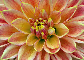 Fototapeta na wymiar 3d illustration of beautiful dahlia flowers in HD quality images 