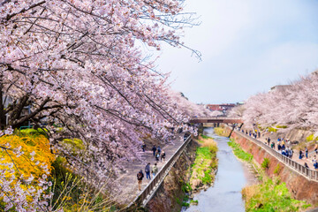 石神井川沿いの満開の桜並木（2022年4月）