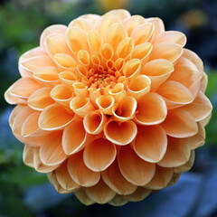 3d illustration of beautiful dahlia flowers in HD quality images 