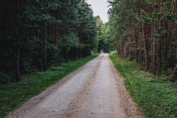 Fototapeta na wymiar Forest road near Mszczonow city, Zyrardow County, Poland