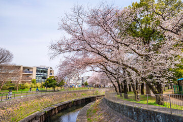 Fototapeta na wymiar 桜咲く善福寺川の風景（2022年4月）
