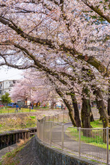 Fototapeta premium 桜咲く善福寺川の風景（2022年4月）
