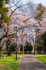 桜咲く善福寺川緑地の風景（2022年4月）