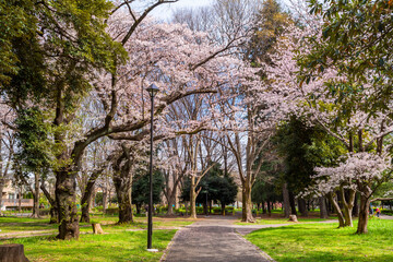 Fototapeta na wymiar 桜咲く善福寺川緑地の風景（2022年4月）