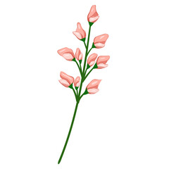 Wildflower Illustration. Floral Isolated