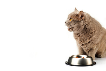 British cat eats food from a bowl with pleasure on a white background. Copy space.