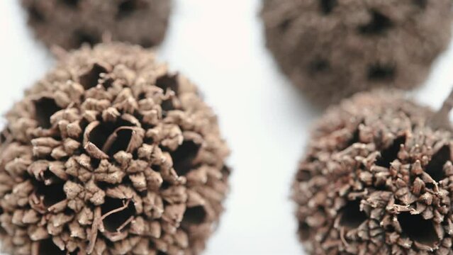 angle view herb LuLuTong or Liquidambaris Fructus or Beautiful Sweetgum Fruit rotating