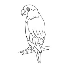 Vector illustration of parrots in line art style