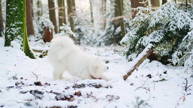 Samoyed puppy Antares (6 months) playing in the snow forest in Alps, Switzerland.
