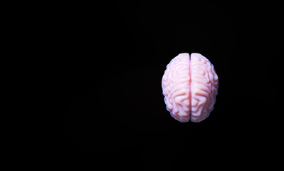 Human Brain 3D illustration