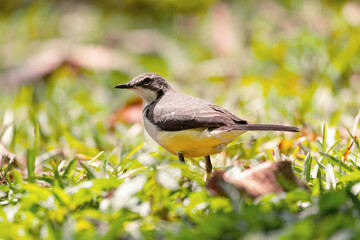Madagascar wagtail (Motacilla flaviventris) is a species of endemic bird wagtail in the family Motacillidae, Reserve Peyrieras Madagascar Exotic. Madagascar wildlife animal.