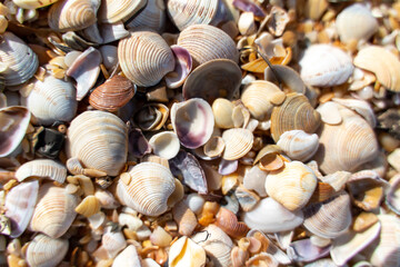 Background of small shells. There are many small shells on the seashore.