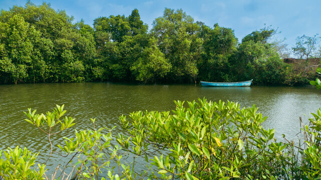 Blue Canoe in the Mangroves of Goa