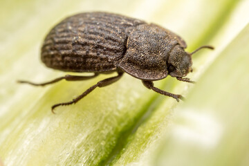A darkling tenebrionid perch on plants in the wild, North China