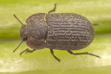 A darkling tenebrionid perch on plants in the wild, North China