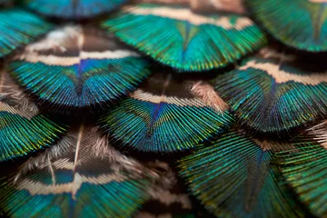 Fotobehang peacock feather. Feather. Closeup of peafowl feathers. © Sunanda Malam