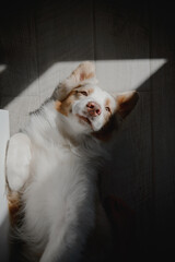 Australian Shepherds at home