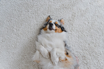 Australian Shepherds at home