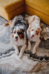 Australian Shepherds at home
