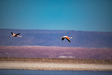Flamencos volando