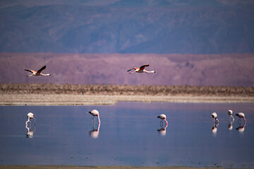 Flamencos en vuelo