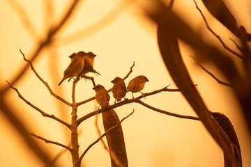 finches huddled together on a tree